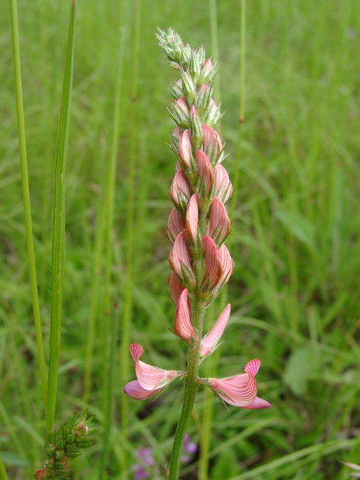 Gewöhnliche Esparsette (Onobrychis viciifolia) - © Emanuel Trummer Gewöhnliche Esparsette (Onobrychis viciifolia) - © Emanuel Trummer